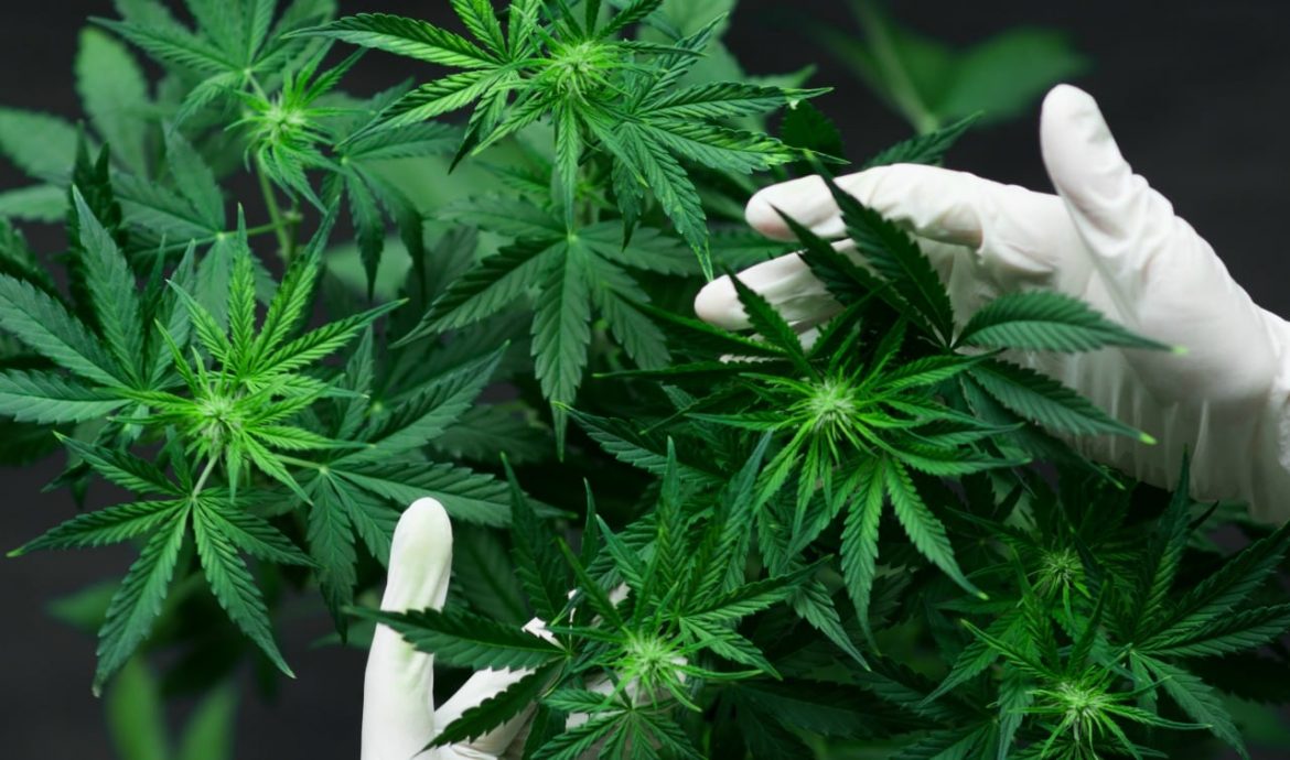Growing Cannabis Trends in Canada