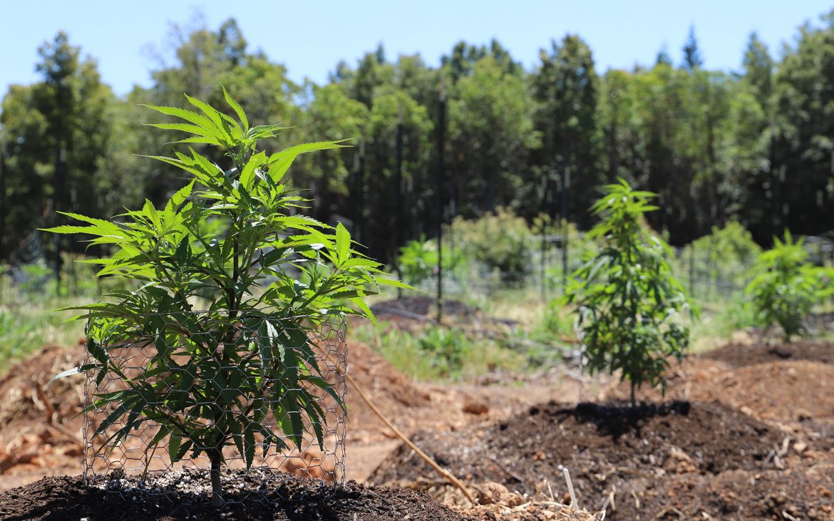 SpeakEasy Will Have A History Making Outdoor Pot Crop This Year