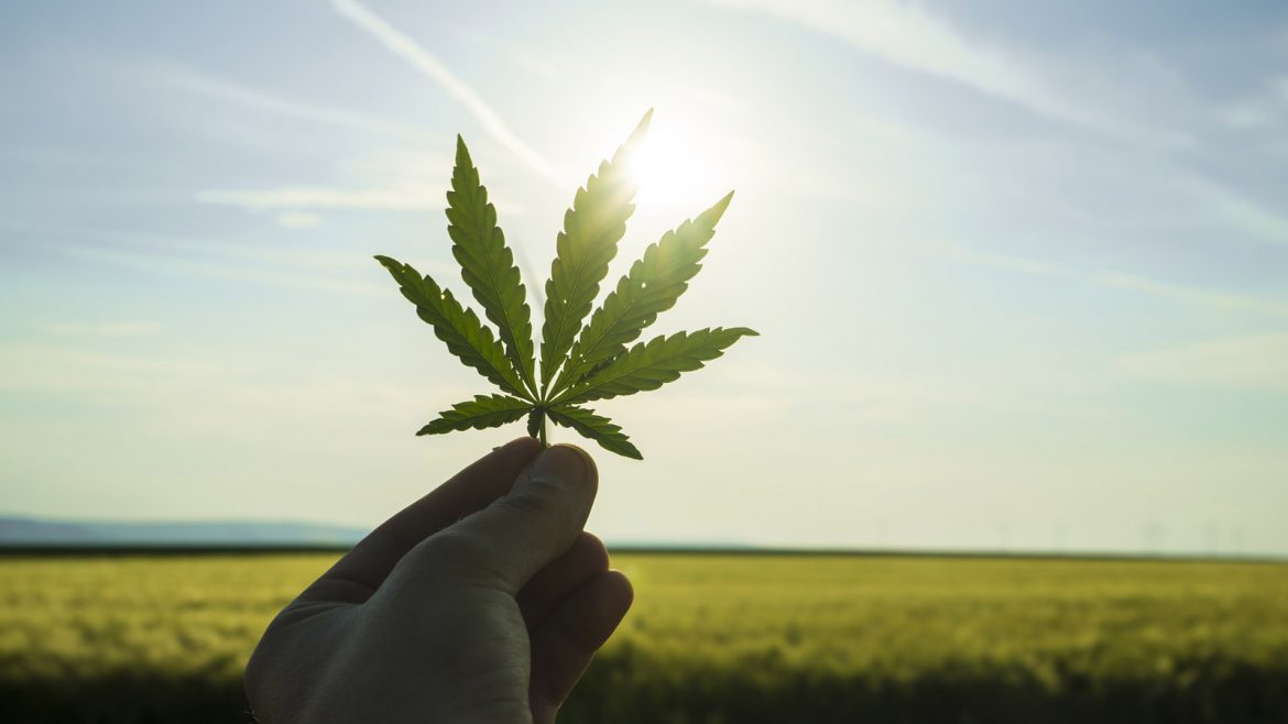 Canadian Pot Companies Take A Gross Margin Beating In 2020