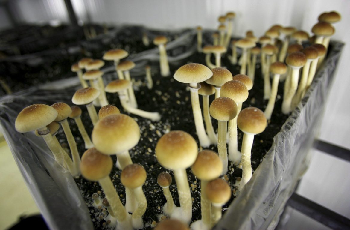 Canada Will Allow Some Health Care Workers to Use Psychedelic Mushrooms