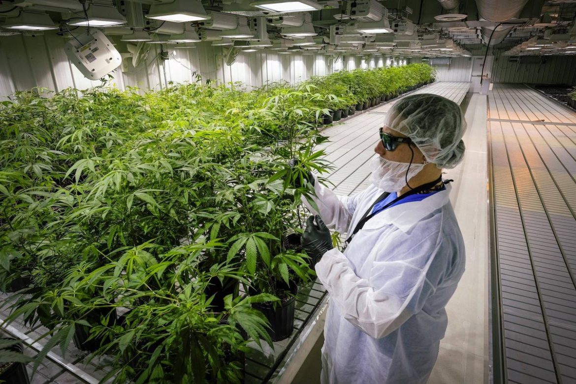 Aurora Cannabis Joins the Ranks of the Legendary Great North Distributors, Inc. in New Agreement