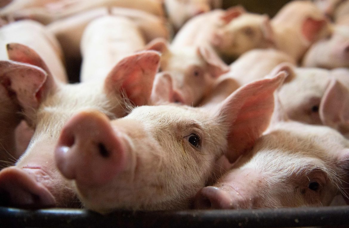 Covid-19 is a Wake-Up Call for the Canadian Pork Industry on Pig Welfare