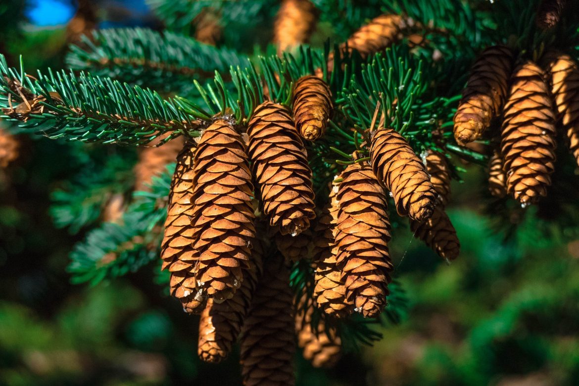 THE NICHE IN BIOECONOMY IN CANADA